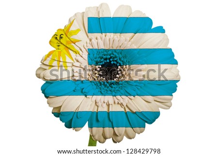 gerbera daisy flower in colors national flag of uruguay on white background as concept and symbol of love, beauty, innocence, and positive emotions