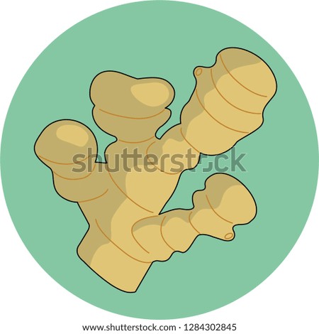 Vector drawing of a ginger root in a green circle.