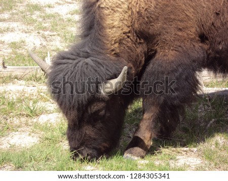 Small American Bison