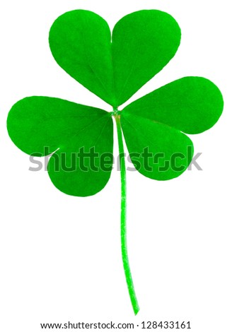 shoot shamrock wood sorrel, clover called, the heart-shaped leaves, St Patrick's Day symbol