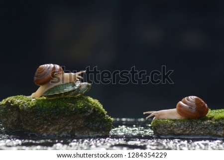 Turtles and Two Snails Friends