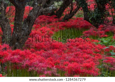 Lycoris Radiata flowers