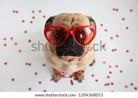 Cute pug wearing heart shaped sunglasses and surrounded by hearts  Royalty-Free Stock Photo #1284368053