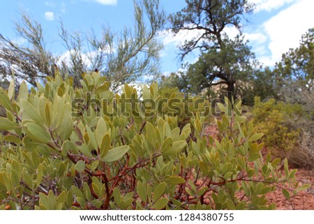 plants in arizona