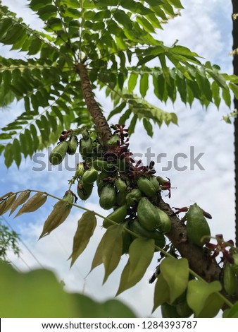 Herbal fruit Cucumber tree.