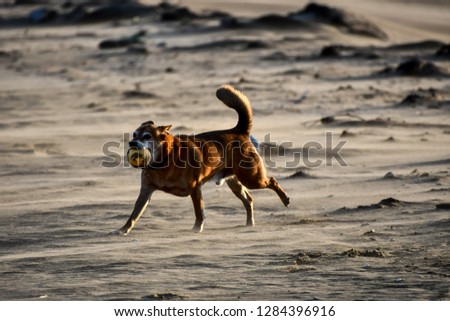 dog running on the beach, digital photo picture as a background