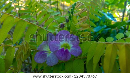 Flowers in the tropical forest