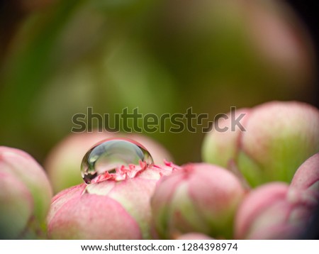 Water drop on pink flower petal macro