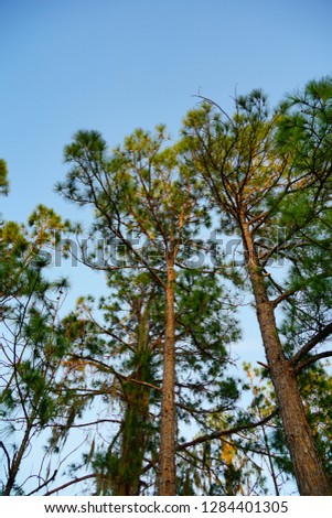Pine tree and sun set