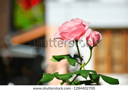 Close up big blooming soft pink roses bouquet with branch and green leaves in the outdoor garden isolated on blurred background,Popular ornamental plants in the house garden or illustration Valentine.