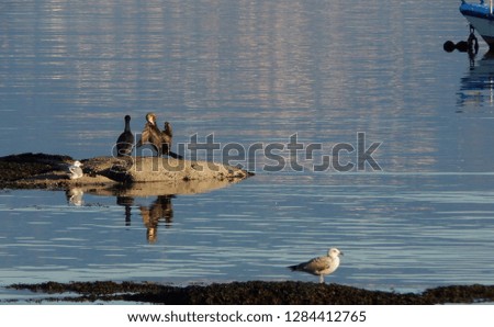 Two cormorants are perched on a rock, one of them with wings open to the sun. Two seagulls appear in the image as well.