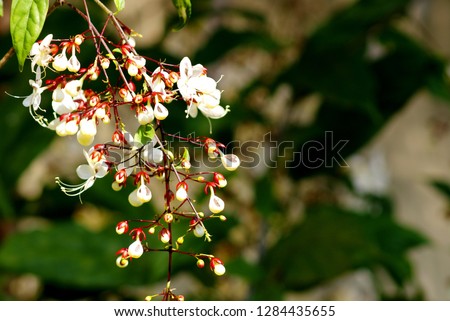 Close up and selective focus picture of beautiful white flowers with pollen on branch are blooming on the morning  landscape, Closeup abstract soft focus natural background