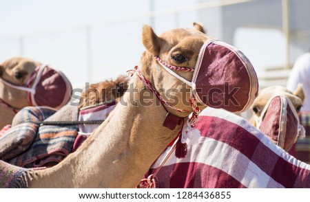 camels for racing wearing masks in Doha Qatar Royalty-Free Stock Photo #1284436855