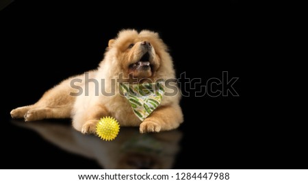 The Chow Chow is a breed of dog, originally from northern China, where it is called Sunshi Quan (Pinyin: sōngshī quǎn 鬆獅 犬), which means a plump lion dog.