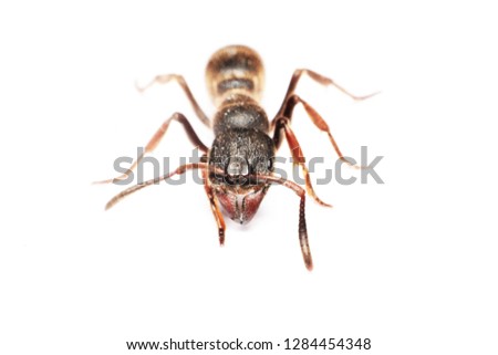 A Big black ant with giant opened ready to bite on white background.