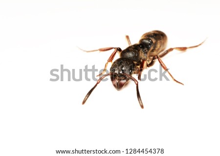 A Big black ant with giant opened ready to bite on white background.