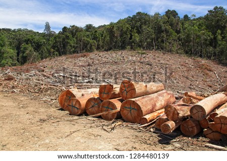 A stack of wooden logs at a forestry in South Africa.  Lumber or deforestation concept image. 