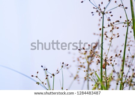 Grass flowers and clear blue sky background.