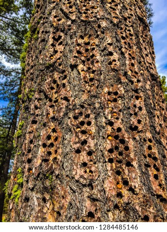 Tree used by the acorn woodpecker, Laguna Mountain, California