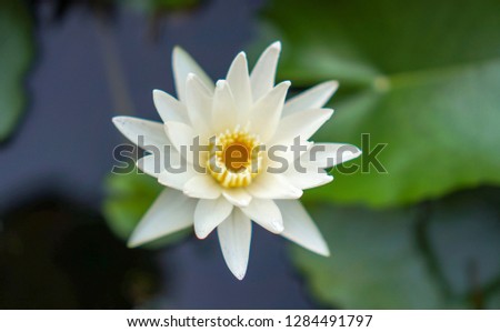 white lotus in pond
