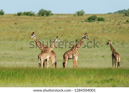 Four giraffes, Giraffa Maasai Mara, Kenya, Africa.