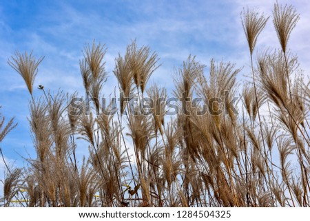 Reed Flowers in Winter 