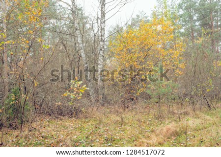 Golden autumn in the park. Nature in the vicinity of Pruzhany, Brest region, Belarus.