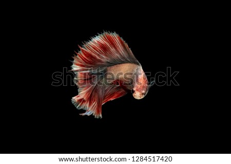 Swimming Action of Betta or Siamese fighting fish; Half-moon betta isolated on black background 