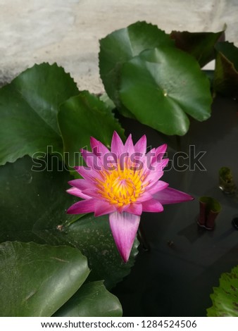 Pink lotus with yellow pollen and green leaves.