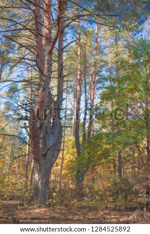Autumn in a pine forest.Nature in the vicinity of Pruzhany, Brest region, Belarus . 