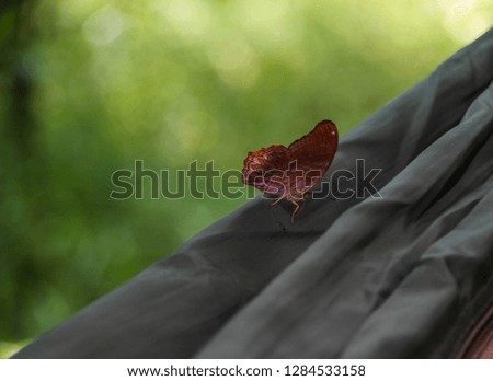 A small butterfly clings on the fabric.