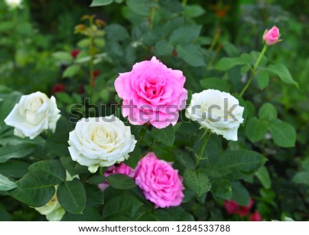 Beautiful blooming pink and white roses in the garden. Spring and summer nature vintage background in daylight outdoors