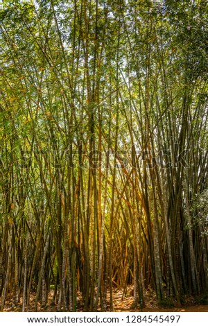 Giant or Dragon Bamboo (Dendrocalamus giganteus)  - Kandy, Sri Lanka