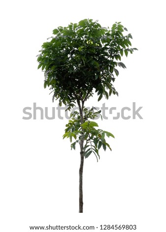 tree dicut at isolated on white background 