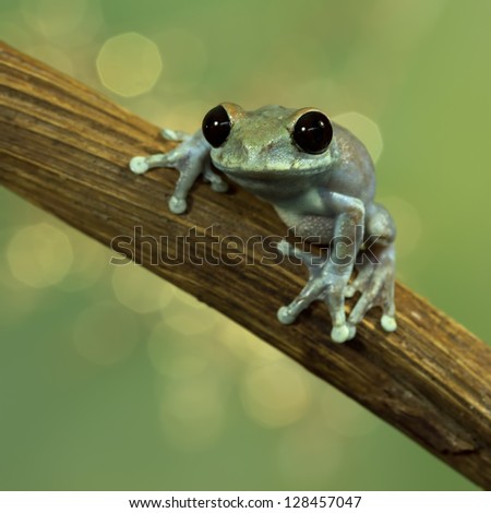 Ruby Eyed Treefrog (Leptopelis Ulugurensi) with a beautiful background
