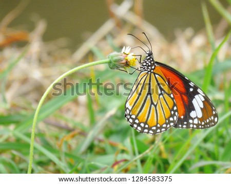 Colorful beautiful butterfly close-up in grass field, macro, free space, morning template, soft green tone, fresh spring, nature background concept (Common tiger butterfly) wallpaper, banner, desktop