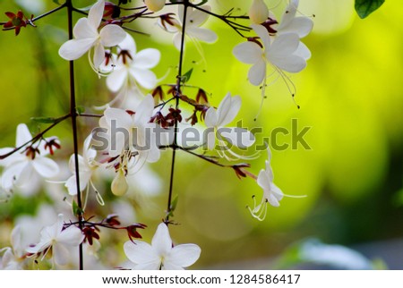 Close up and selective focus picture of beautiful white flowers with pollen on branch are blooming on the morning  landscape, Closeup abstract soft focus natural background