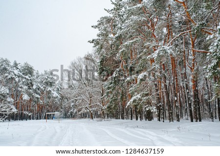 Snow covered trees in the winter forest. Christmas background with snowy fir trees. Fir branches covered with snow