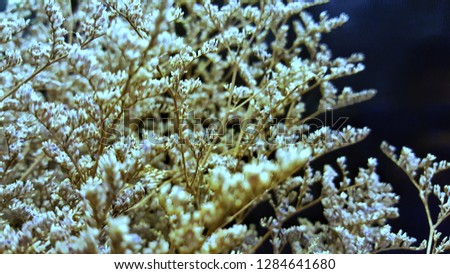 Branch of dried flowers decoration as background concept