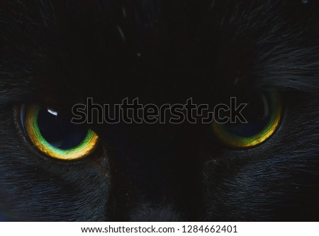 Scared black cat on festive background