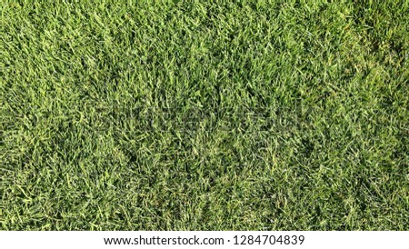 Natural green grass background. Golf course lawn backdrop.