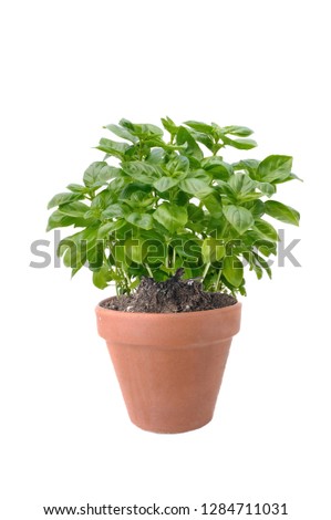 basil plant in terra cotta pot isolated on white background Royalty-Free Stock Photo #1284711031