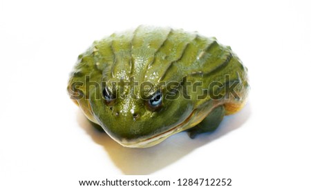 Huge amphibian toad  aquifer Pyxicephalus on a white background 