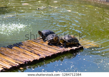 
turtles in the sun on the lake of the Botanical Garden in Rio de Janeiro Brazil