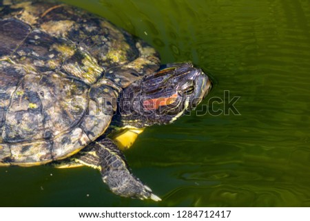 
turtles in the sun on the lake of the Botanical Garden in Rio de Janeiro Brazil