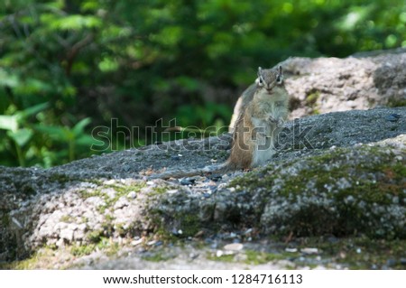 chipmunk in nature