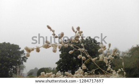 Beautiful white plant branches in forest.