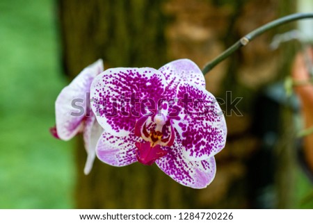 orchid in the botanical garden of Rio de Janeiro Brazil