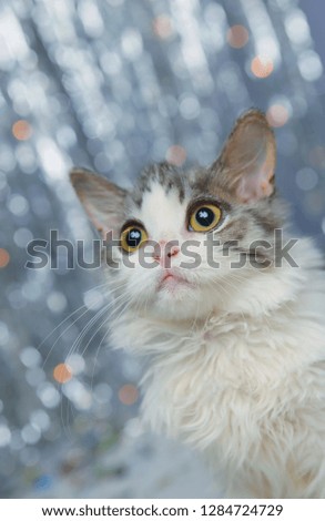 Small, spotted kitten on festive background