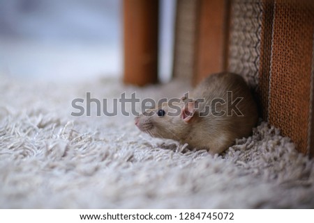 cute brown rat dumbo walking and sniffing around the house or apartment. Royalty-Free Stock Photo #1284745072